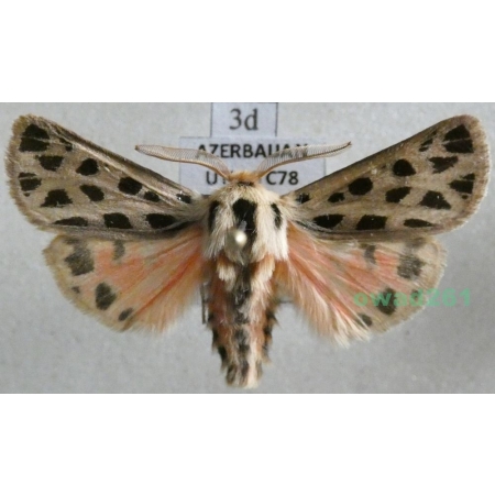 Chelis reticulata (Christoph, 1887) male Azerbaijan3d